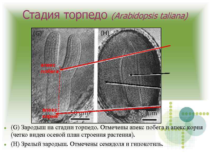 Стадия торпедо (Arabidopsis taliana) апекс побега апекс корня (G) Зародыш на стадии торпедо. Отмечены