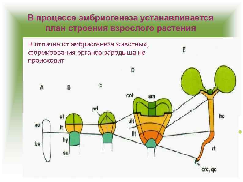 В процессе эмбриогенеза устанавливается план строения взрослого растения В отличие от эмбриогенеза животных, формирования