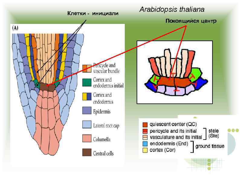 Клетки - инициали Arabidopsis thaliana Покоящийся центр 