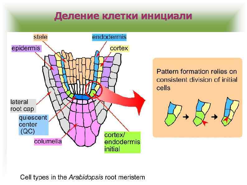 Деление клетки инициали 