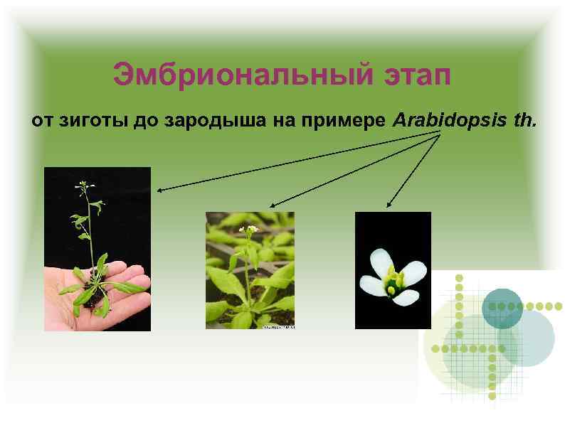 Эмбриональный этап от зиготы до зародыша на примере Arabidopsis th. 