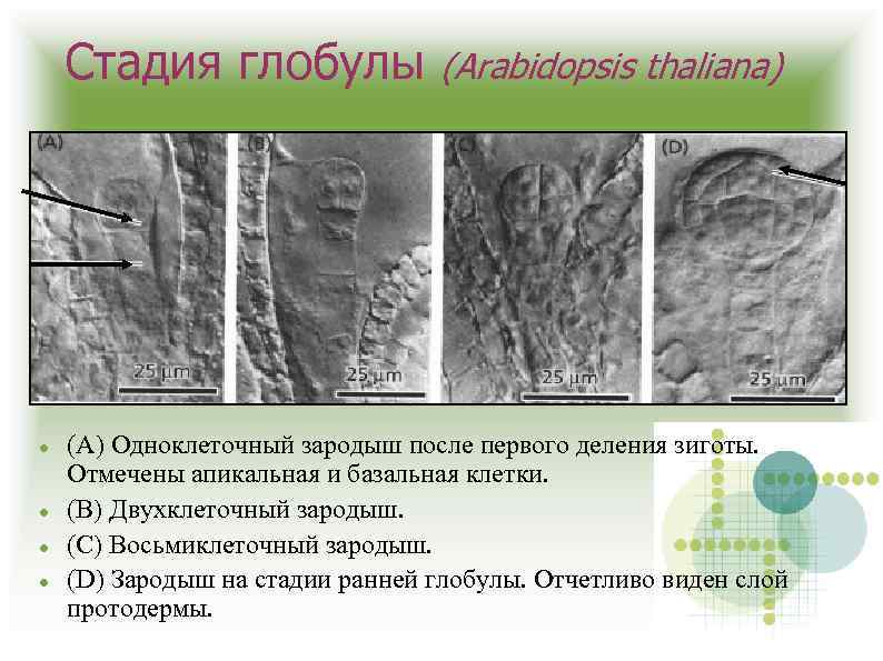 Стадия глобулы (Arabidopsis thaliana) (A) Одноклеточный зародыш после первого деления зиготы. Отмечены апикальная и