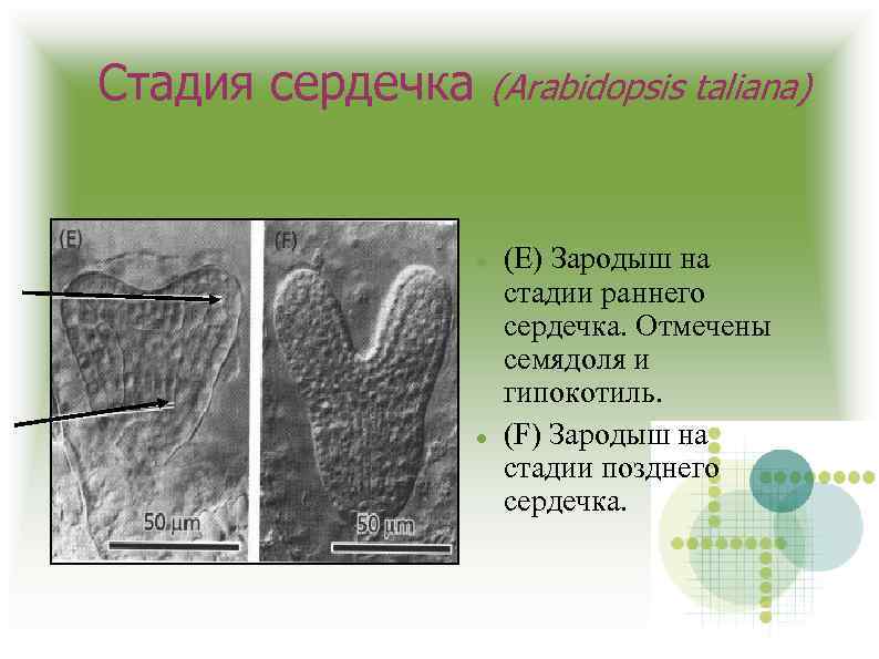 Стадия сердечка (Arabidopsis taliana) (E) Зародыш на стадии раннего сердечка. Отмечены семядоля и гипокотиль.