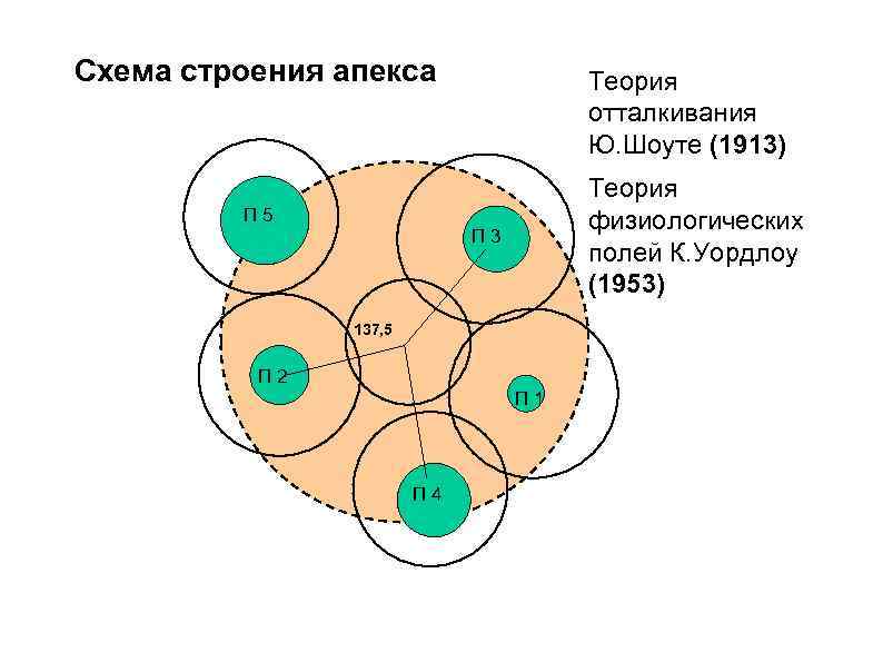 Схема строения апекса Теория отталкивания Ю. Шоуте (1913) Теория физиологических полей К. Уордлоу (1953)