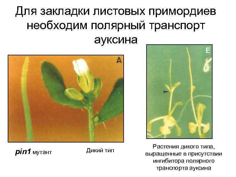 Для закладки листовых примордиев необходим полярный транспорт ауксина pin 1 мутант Дикий тип Растения