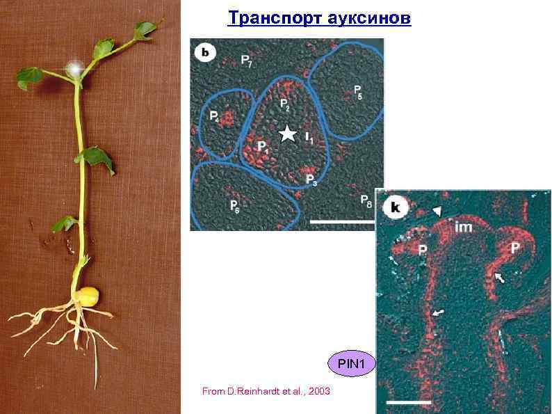 Транспорт ауксинов PIN 1 From D. Reinhardt et al. , 2003 