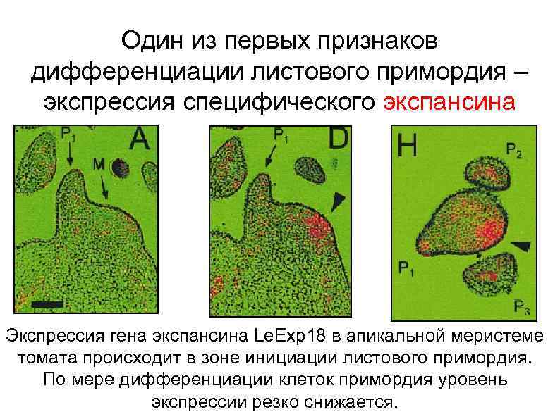 Один из первых признаков дифференциации листового примордия – экспрессия специфического экспансина Экспрессия гена экспансина