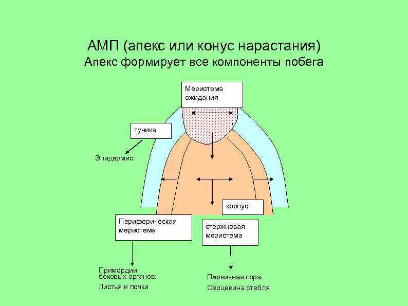 АМП (апекс или конус нарастания) Апекс формирует все компоненты побега Меристема ожидания туника Эпидермис