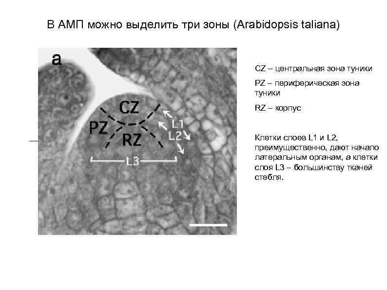 В АМП можно выделить три зоны (Arabidopsis taliana) CZ – центральная зона туники PZ