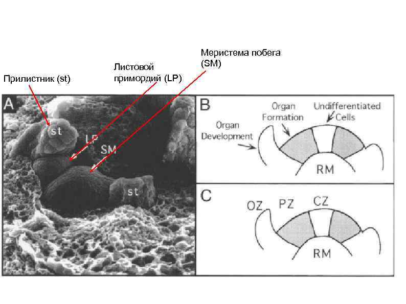 Прилистник (st) Листовой примордий (LP) Меристема побега (SM) 