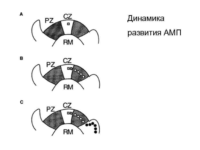 Динамика развития АМП 