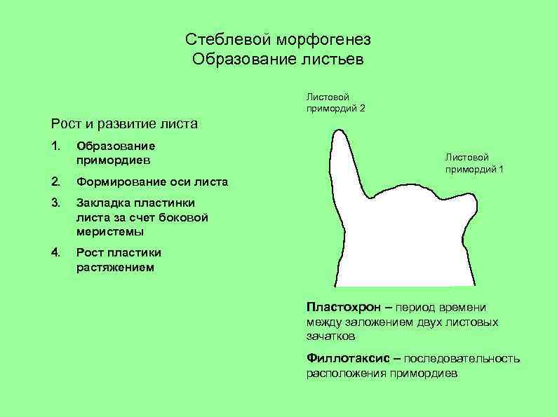 Стеблевой морфогенез Образование листьев Листовой примордий 2 Рост и развитие листа 1. Образование примордиев