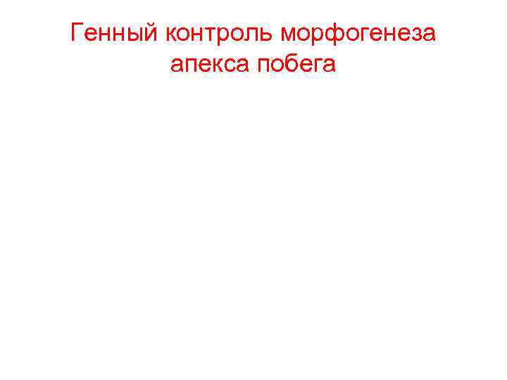 Генный контроль морфогенеза апекса побега 