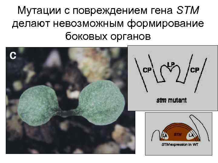 Мутации с повреждением гена STM делают невозможным формирование боковых органов 