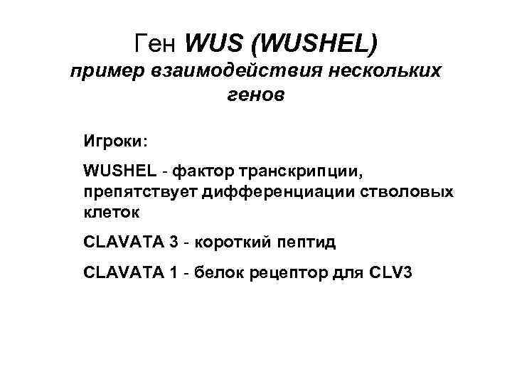 Ген WUS (WUSHEL) пример взаимодействия нескольких генов Игроки: WUSHEL - фактор транскрипции, препятствует дифференциации
