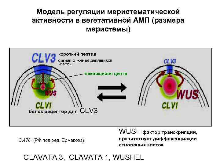 Модель регуляции меристематической активности в вегетативной АМП (размера меристемы) короткий пептид сигнал о кол-ве
