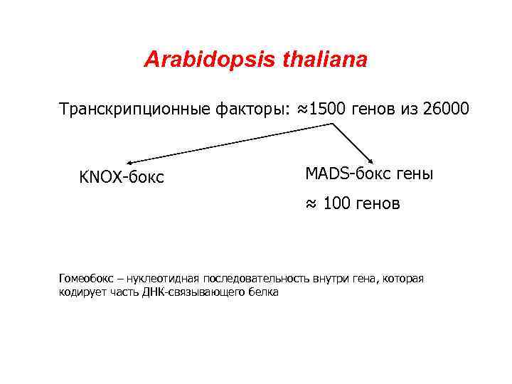Arabidopsis thaliana Транскрипционные факторы: ≈1500 генов из 26000 KNOX-бокс MADS-бокс гены ≈ 100 генов