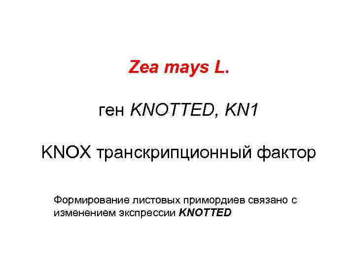 Zea mays L. ген KNOTTED, KN 1 KNOX транскрипционный фактор Формирование листовых примордиев связано
