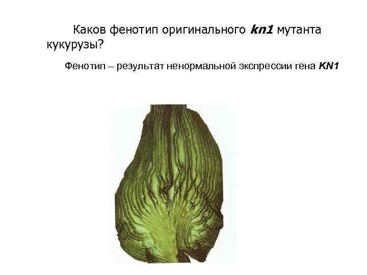 Каков фенотип оригинального kn 1 мутанта кукурузы? Фенотип – результат ненормальной экспрессии гена KN