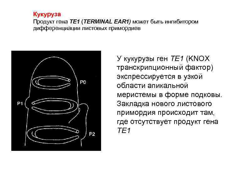 Кукуруза Продукт гена TE 1 (TERMINAL EAR 1) может быть ингибитором дифференциации лиcтовых примордиев