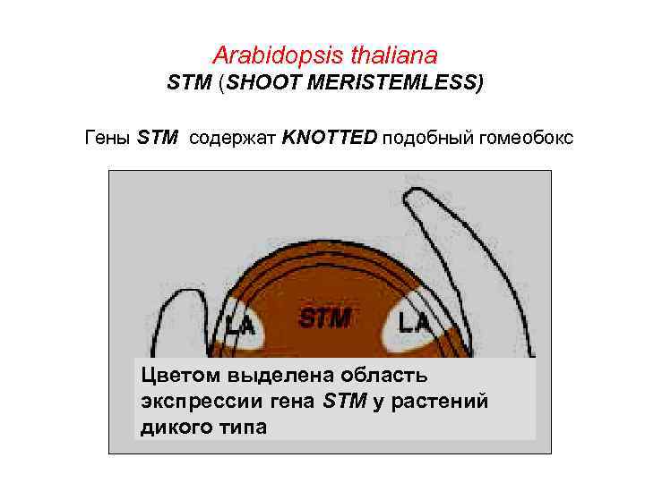 Arabidopsis thaliana STM (SHOOT MERISTEMLESS) Гены STM содержат KNOTTED подобный гомеобокс Цветом выделена область