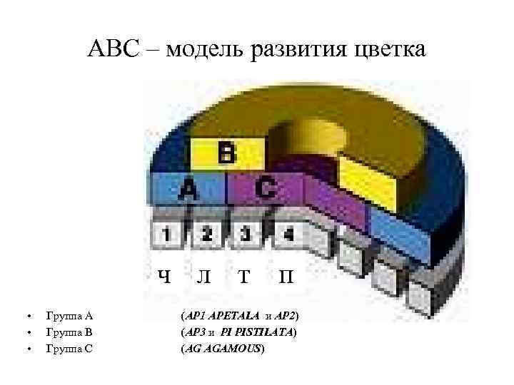 ABC – модель развития цветка ч л т п • • • Группа А