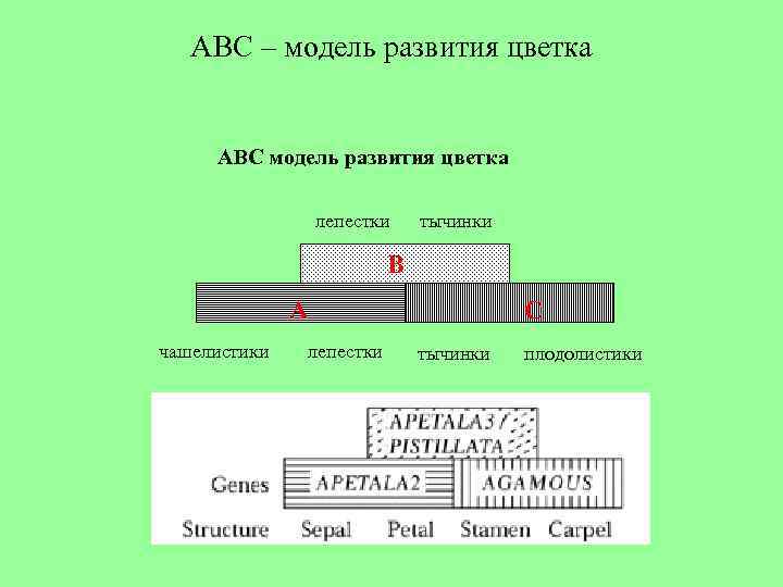 ABC – модель развития цветка АВС модель развития цветка лепестки тычинки В А чашелистики