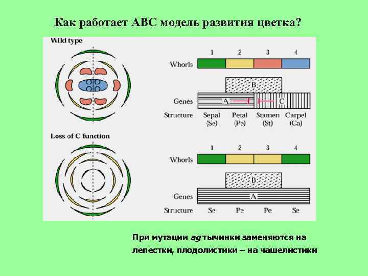 Как работает АВС модель развития цветка? При мутации ag тычинки заменяются на лепестки, плодолистики