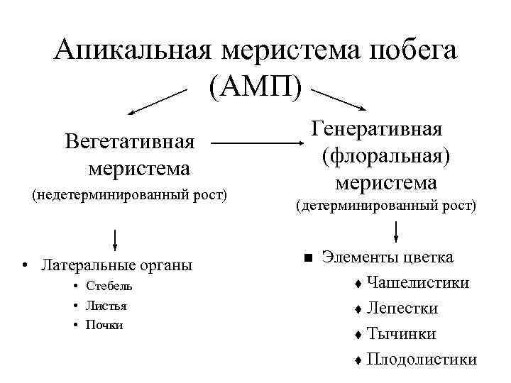 Апикальная меристема побега (АМП) Вегетативная меристема (недетерминированный рост) • Латеральные органы • Стебель •