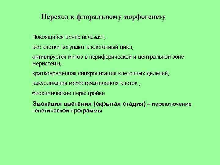 Переход к флоральному морфогенезу Покоящийся центр исчезает, все клетки вступают в клеточный цикл, активируется
