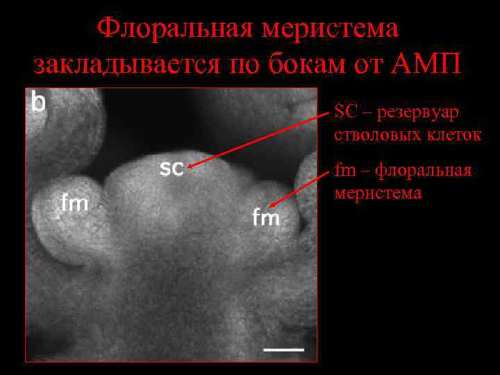 Флоральная меристема закладывается по бокам от АМП SC – резервуар стволовых клеток fm –