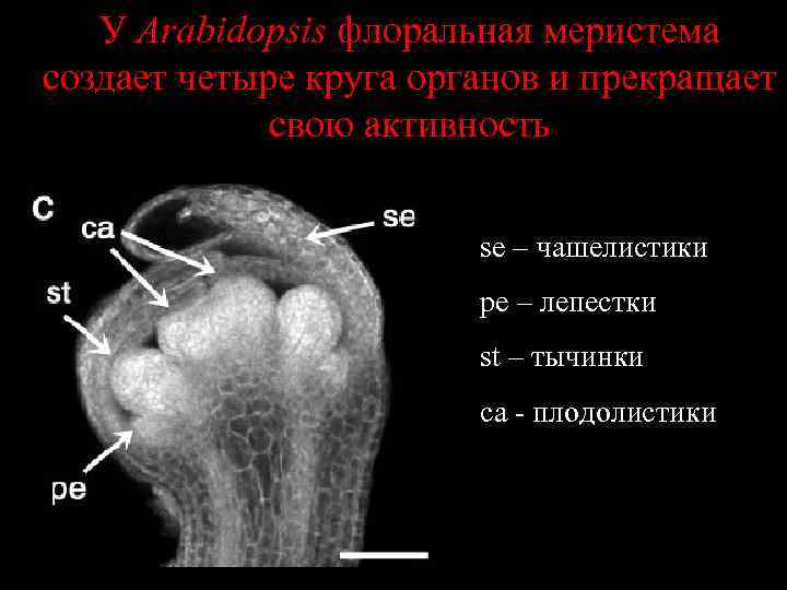 У Arabidopsis флоральная меристема создает четыре круга органов и прекращает свою активность se –