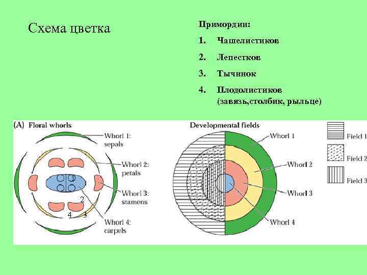 Схема цветка Примордии: 3 Тычинок 4. 4 Лепестков 3. 2 Чашелистиков 2. 1 1.