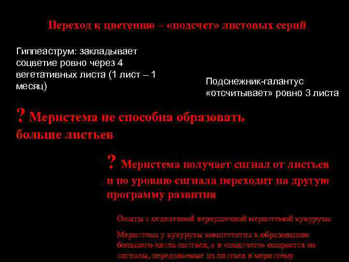 Переход к цветению – «подсчет» листовых серий Гиппеаструм: закладывает соцветие ровно через 4 вегетативных