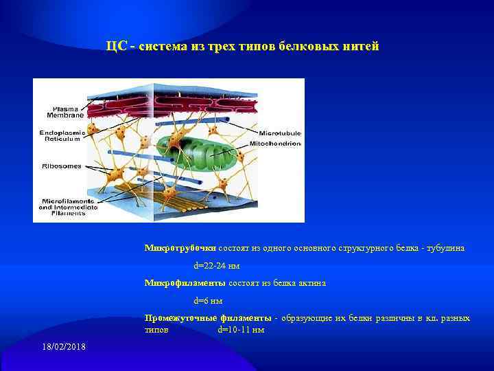 ЦС - система из трех типов белковых нитей Микротрубочки состоят из одного основного структурного