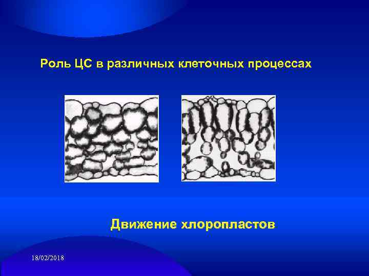 Роль ЦС в различных клеточных процессах Движение хлоропластов 18/02/2018 