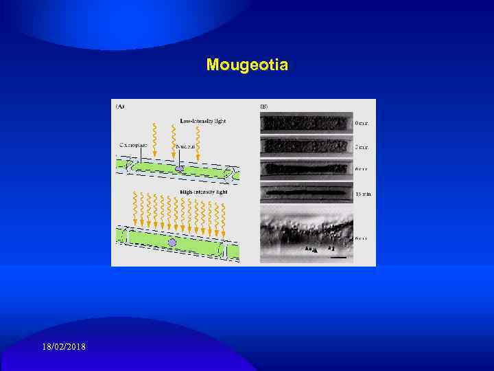 Mougeotia 18/02/2018 