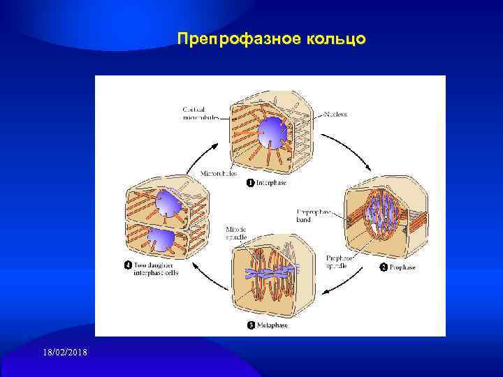 Препрофазное кольцо 18/02/2018 