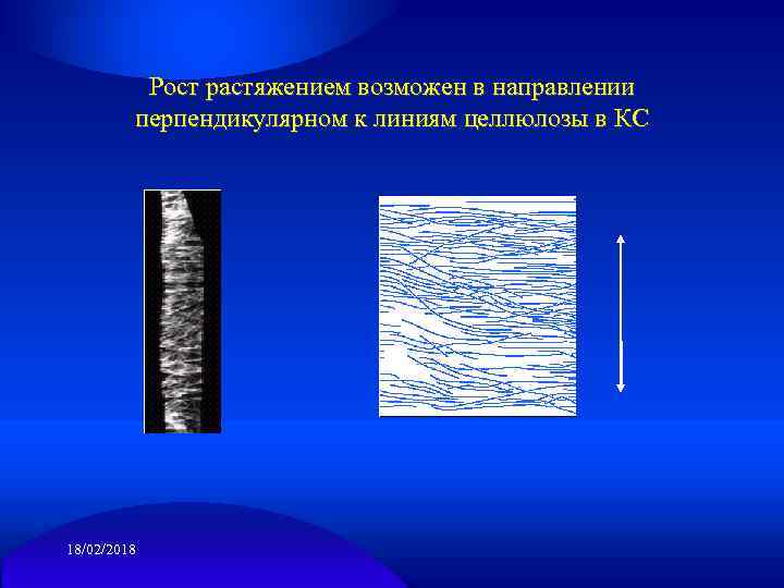 Рост растяжением возможен в направлении перпендикулярном к линиям целлюлозы в КС 18/02/2018 