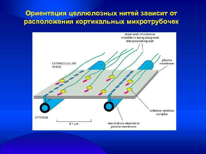 Ориентация целлюлозных нитей зависит от расположения кортикальных микротрубочек 