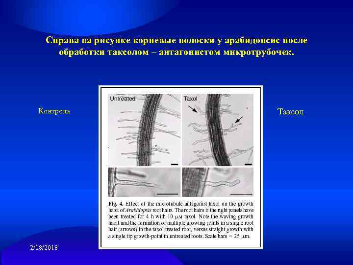 Справа на рисунке корневые волоски у арабидопсис после обработки таксолом – антагонистом микротрубочек. Контроль