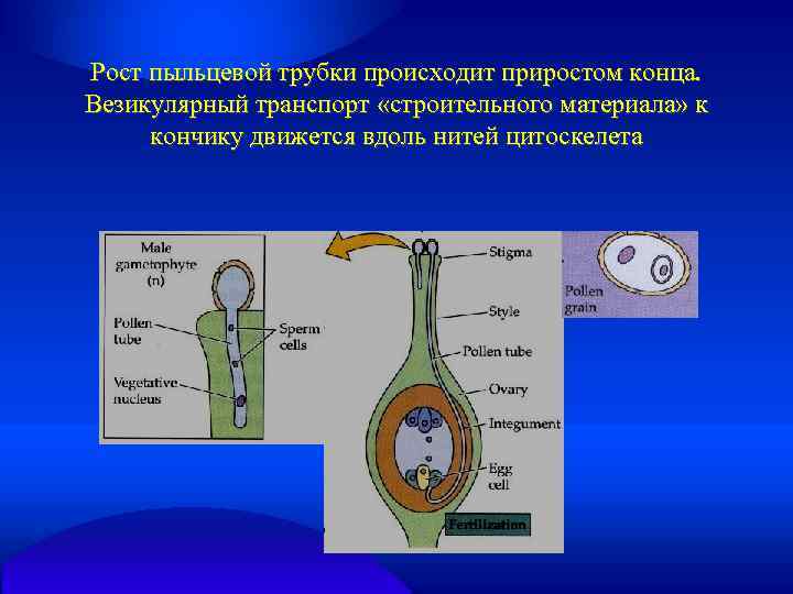 Рост пыльцевой трубки происходит приростом конца. Везикулярный транспорт «строительного материала» к кончику движется вдоль