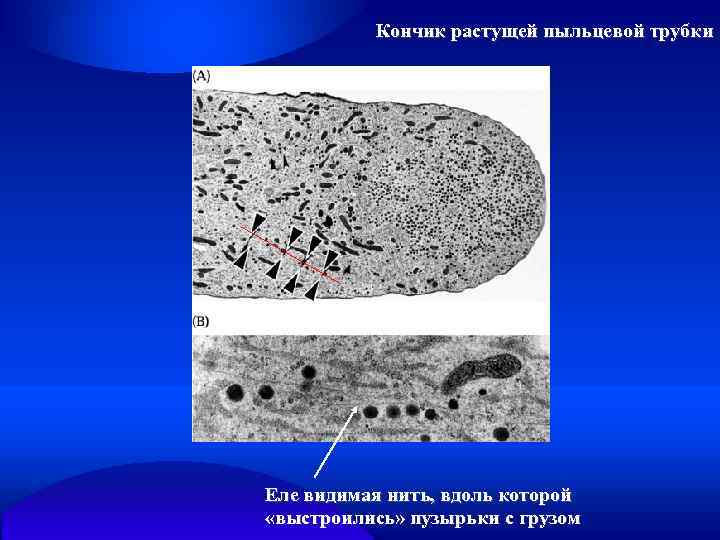 Кончик растущей пыльцевой трубки Еле видимая нить, вдоль которой «выстроились» пузырьки с грузом 