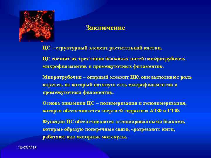 Заключение ЦС – структурный элемент растительной клетки. ЦС состоит их трех типов белковых нитей: