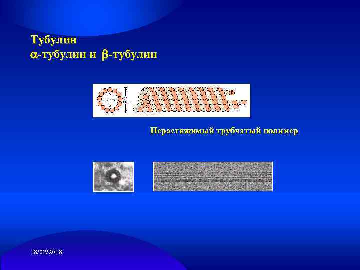 Тубулин -тубулин и -тубулин Нерастяжимый трубчатый полимер 18/02/2018 