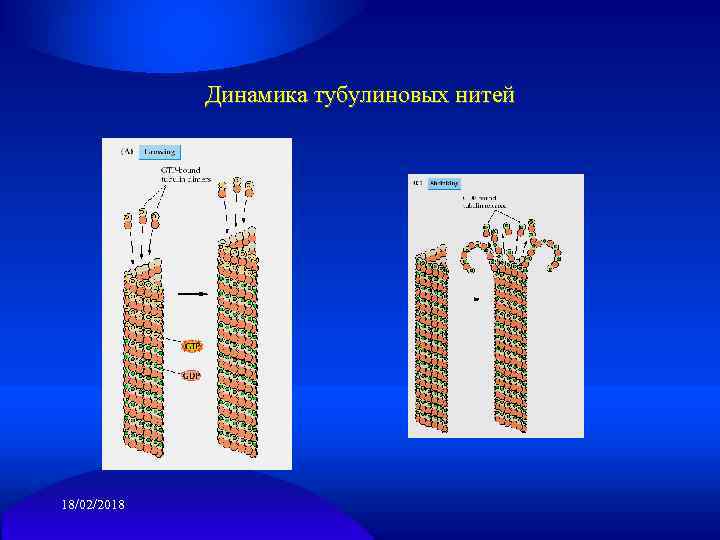 Динамика тубулиновых нитей 18/02/2018 