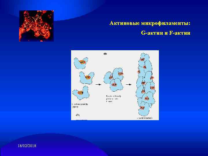 Актиновые микрофиламенты: G-актин и F-актин 18/02/2018 