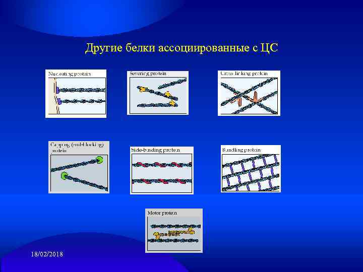 Другие белки ассоциированные с ЦС 18/02/2018 