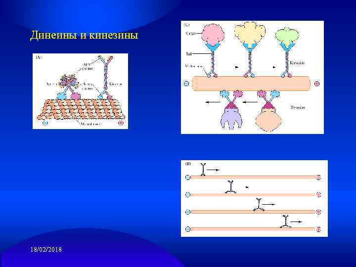 Динеины и кинезины 18/02/2018 
