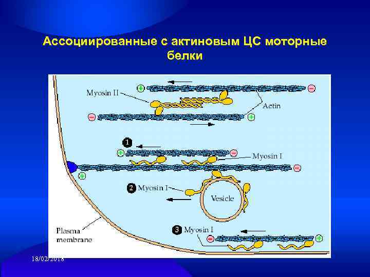 Ассоциированные с актиновым ЦС моторные белки 18/02/2018 